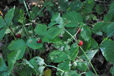 <i>Fragaria vesca</i>