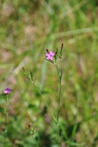 <i>Dianthus armeria</i>