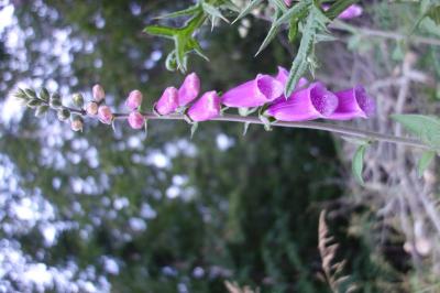 <i>Digitalis purpurea</i>