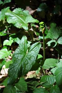 <i>Arum maculatum</i>