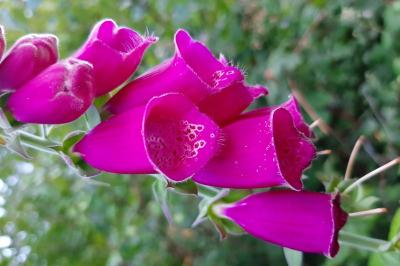 <i>Digitalis purpurea</i>
