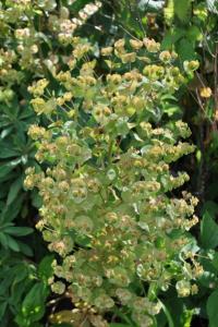 <i>Euphorbia amygdaloides</i>