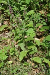 <i>Stachys sylvatica</i>
