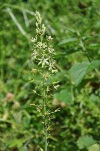 <i>Loncomelos pyrenaicus</i>