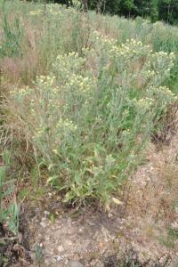 <i>Andryala integrifolia</i>