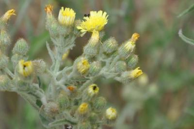 <i>Andryala integrifolia</i>