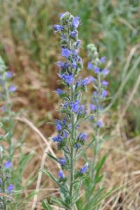 <i>Echium vulgare</i>