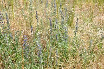 <i>Echium vulgare</i>
