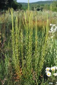 <i>Reseda luteola</i>