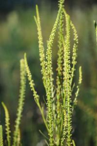 <i>Reseda luteola</i>