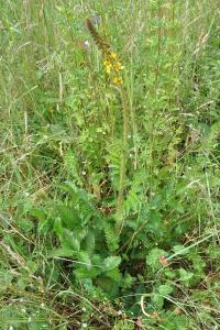 <i>Agrimonia eupatoria</i>