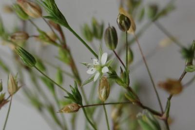 <i>Sabulina tenuifolia</i>