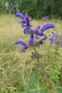 <i>Salvia pratensis</i>