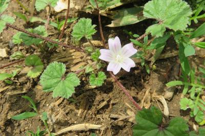 <i>Malva neglecta</i>