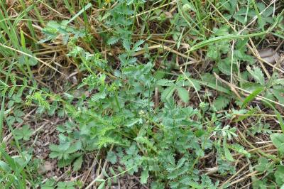 <i>Poterium sanguisorba</i>