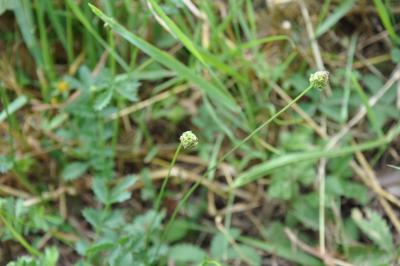 <i>Poterium sanguisorba</i>