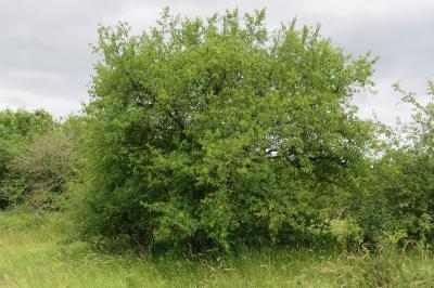 <i>Prunus mahaleb</i>