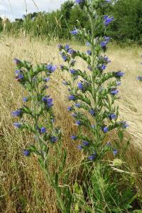 <i>Echium vulgare</i>
