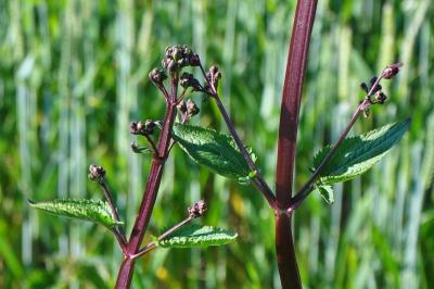 <i>Scrophularia nodosa</i>