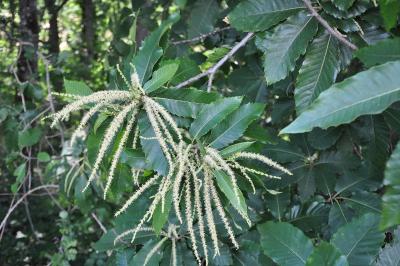 <i>Castanea sativa</i>