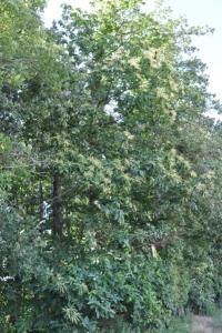 <i>Castanea sativa</i>