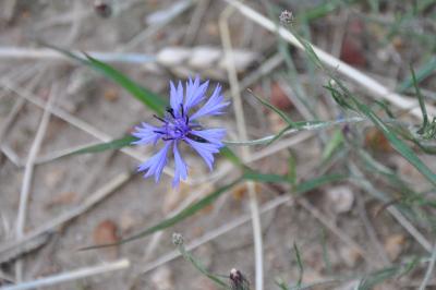 <i>Cyanus segetum</i>