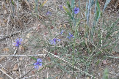 <i>Cyanus segetum</i>