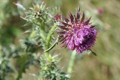 <i>Onopordum acanthium</i>