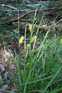 <i>Carex vesicaria</i>