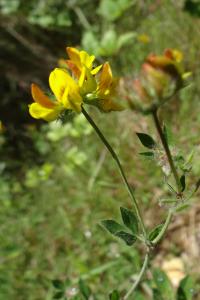 <i>Lotus pedunculatus</i>