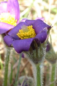 <i>Pulsatilla vulgaris</i>