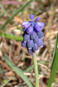 <i>Muscari neglectum</i>