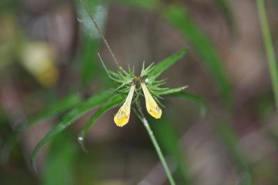 <i>Melampyrum pratense</i>