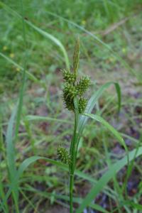 <i>Carex demissa</i>