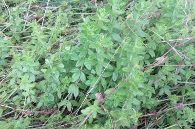 <i>Cruciata laevipes</i>