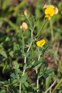 <i>Lotus corniculatus</i>