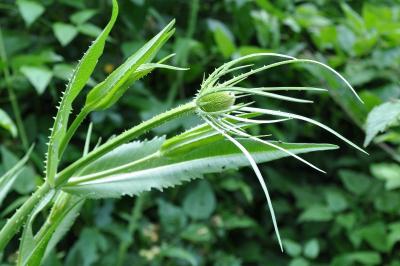 <i>Dipsacus fullonum</i>