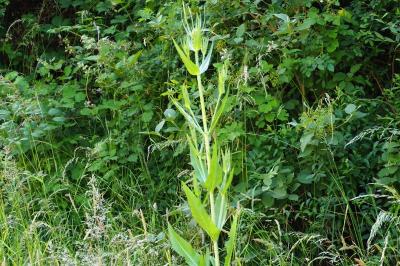 <i>Dipsacus fullonum</i>