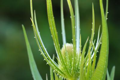 <i>Dipsacus fullonum</i>