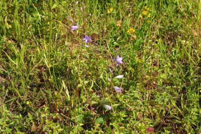 <i>Campanula rapunculus</i>