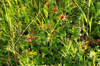 <i>Fragaria vesca</i>