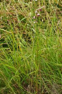 <i>Allium sphaerocephalon</i>