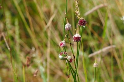 <i>Allium sphaerocephalon</i>
