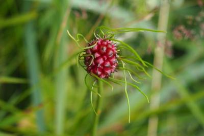 <i>Allium sphaerocephalon</i>