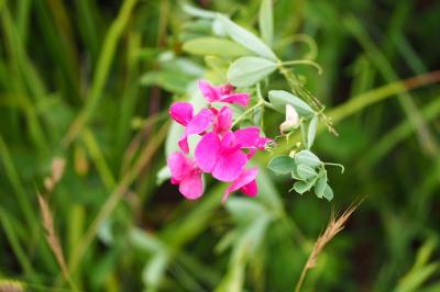 <i>Lathyrus tuberosus</i>