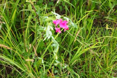 <i>Lathyrus tuberosus</i>