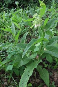 <i>Symphytum officinale</i>
