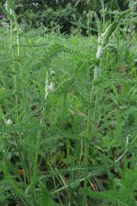 <i>Achillea millefolium</i>