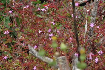 <i>Geranium robertianum</i>