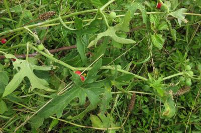 <i>Bryonia dioica</i>
